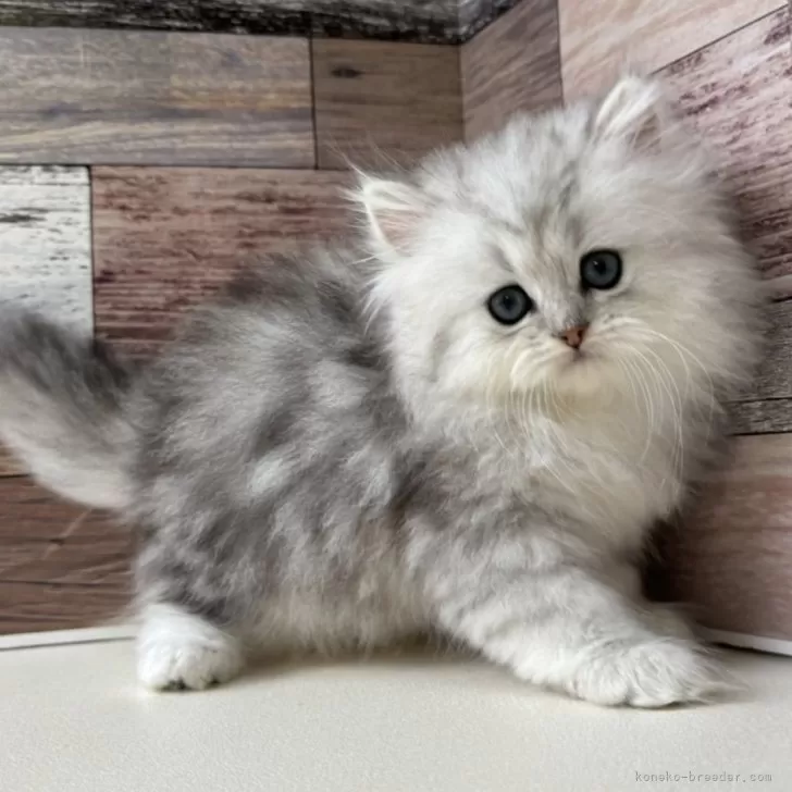 C.O 様のお迎えした子猫