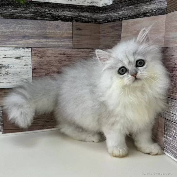 ID：2406-00822の子猫