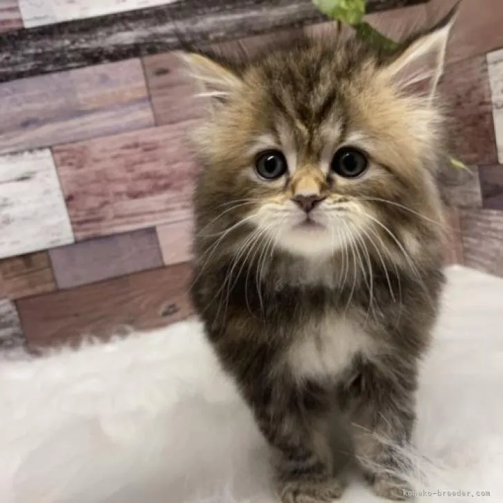土屋 様のお迎えした子猫