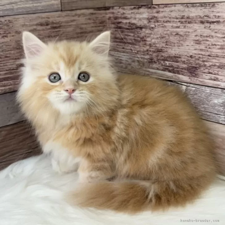 ID:2403-01682の子猫