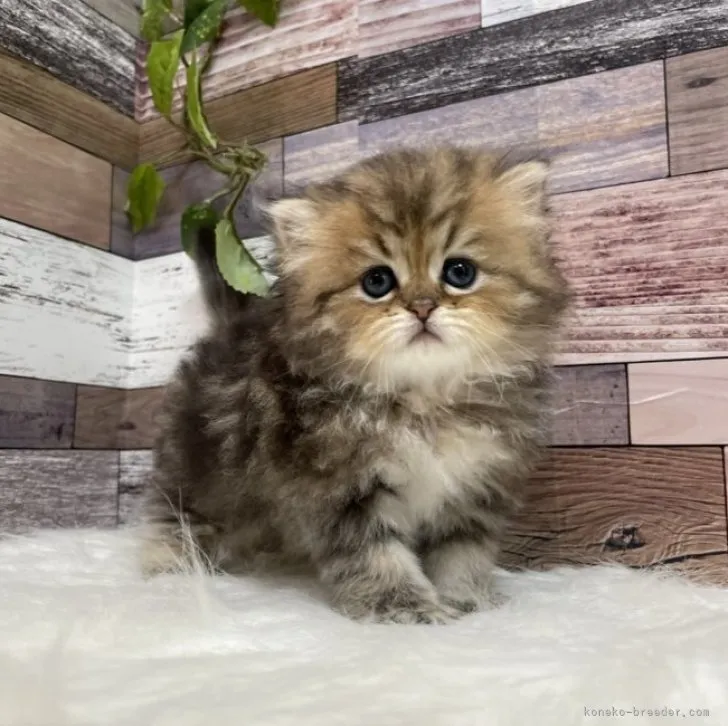 ID:2306-01097の子猫
