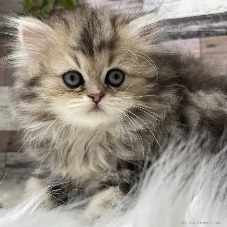 ID:2307-02388の子猫