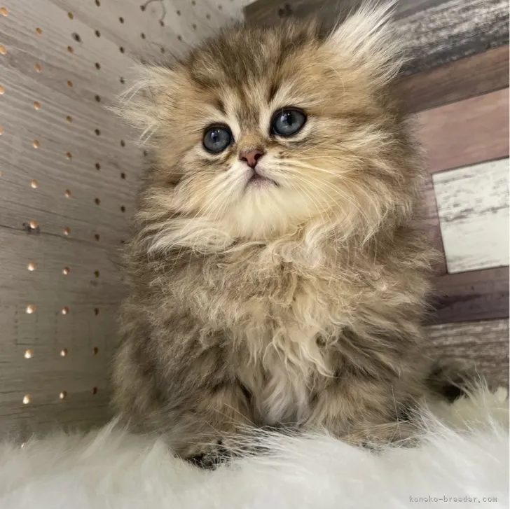 ID:2307-02392の子猫