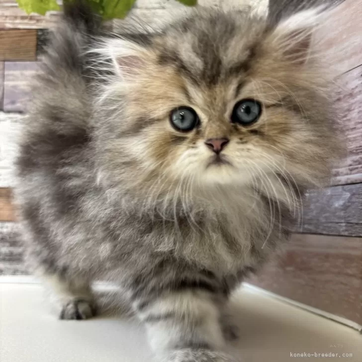 ID:2408-02527の子猫