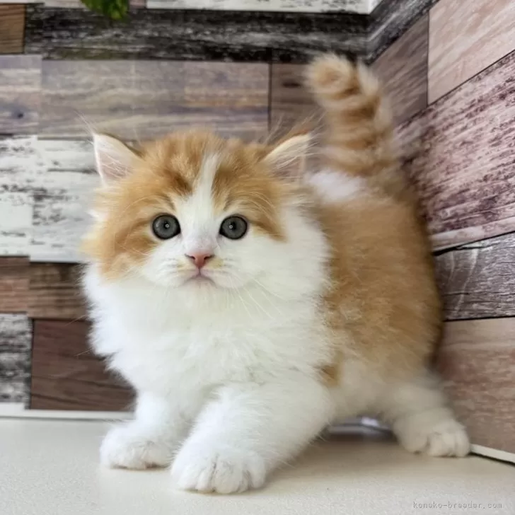 ID:2408-00561の子猫