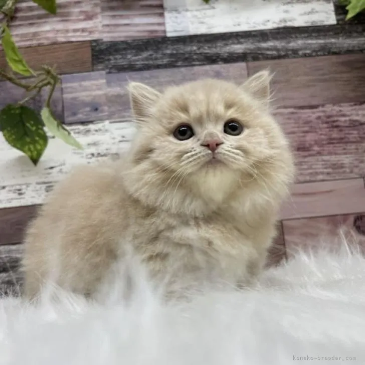 ID：2301-00966の子猫