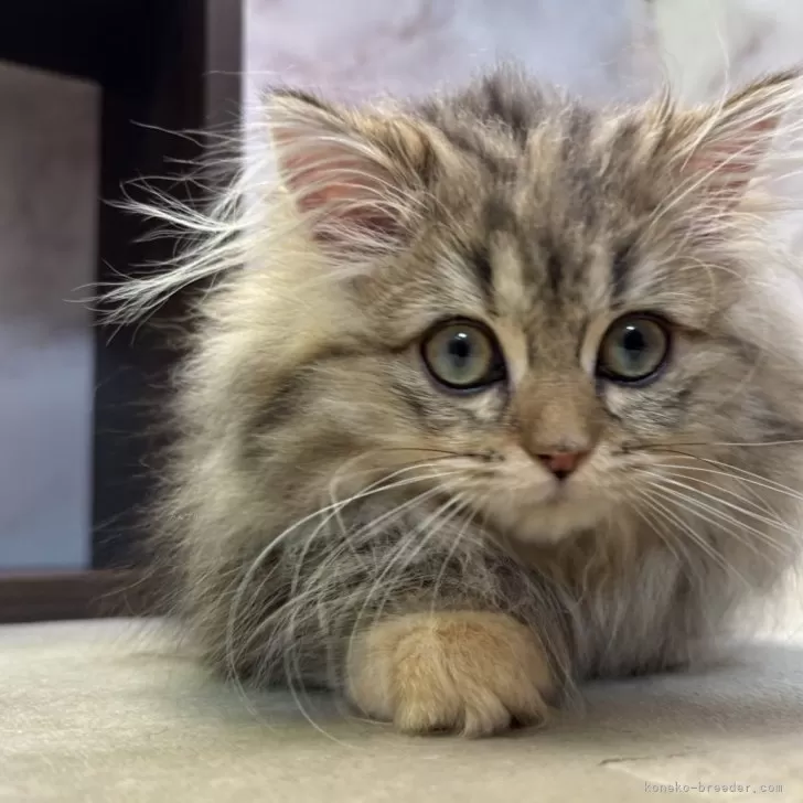 ID:2409-01288の子猫