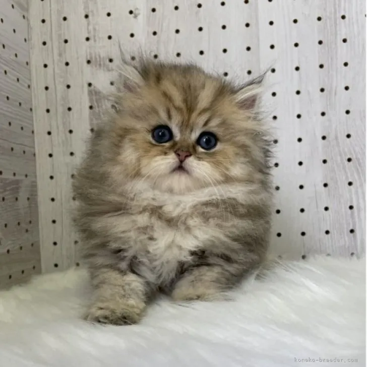 ID:2308-02625の子猫