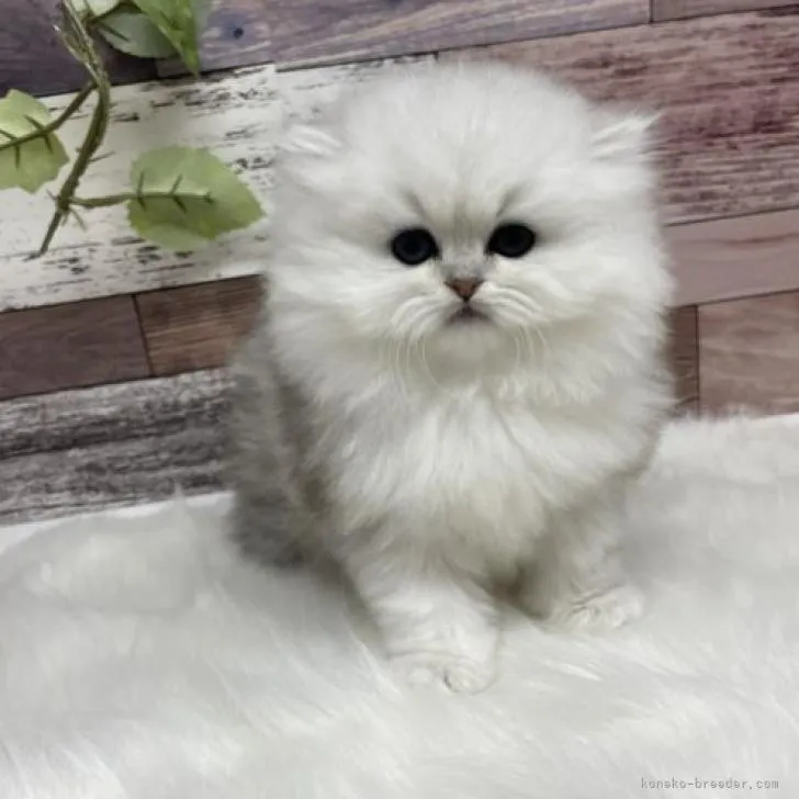 s9 様のお迎えした子猫