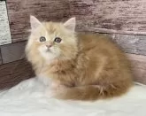 マンチカン(短足)【愛知県・男の子・2024年2月11日・カメオタビー&ホワイト】の写真2