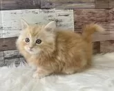 マンチカン(短足)【愛知県・男の子・2024年2月11日・カメオタビー&ホワイト】の写真3