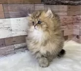 ペルシャ【愛知県・男の子・2023年11月26日・チンチラゴールデン】の写真3「1/16撮影🎵」