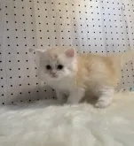 ミヌエット(長足)【愛知県・男の子・2023年5月21日・クリームカメオタビーホワイト】の写真5「7/2撮影♪」