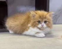 ミヌエット(長足)【愛知県・女の子・2025年8月3日・レッドタビー&ホワイト】の写真10