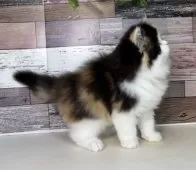 ミヌエット(長足)【愛知県・女の子・2025年9月5日・キャリコ】の写真10