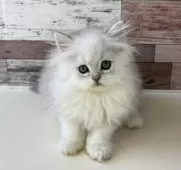 ペルシャ【愛知県・女の子・2025年6月27日・チンチラシルバー】の写真10