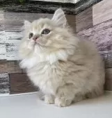 ミヌエット(短足)【愛知県・女の子・2025年3月24日・クリームタビー】の写真11