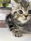 ミヌエット(短足)【愛知県・男の子・2025年1月10日・ブラウンタビー】の写真11