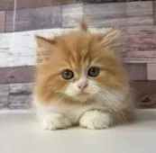 ミヌエット(長足)【愛知県・女の子・2025年8月3日・レッドタビー&ホワイト】の写真12