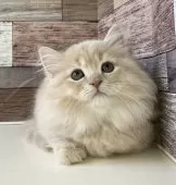 ミヌエット(短足)【愛知県・女の子・2025年3月24日・クリームタビー】の写真13