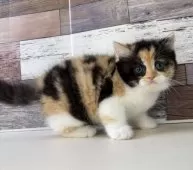 ミヌエット(長足)【愛知県・女の子・2025年9月24日・キャリコ】の写真13