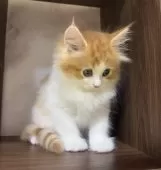 ミヌエット(長足)【愛知県・男の子・2025年3月24日・レッドタビー&ホワイト】の写真13