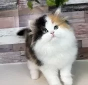 ミヌエット(長足)【愛知県・女の子・2025年9月5日・キャリコ】の写真14