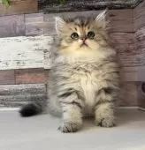 ペルシャ【愛知県・男の子・2025年6月27日・チンチラゴールデン】の写真14