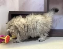 ペルシャ【愛知県・女の子・2025年6月27日・チンチラゴールデン】の写真15