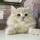 ミヌエット(短足)【愛知県・女の子・2025年3月24日・クリームタビー】の写真15