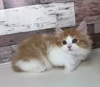 ミヌエット(長足)【愛知県・男の子・2025年3月24日・レッドタビー&ホワイト】の写真15