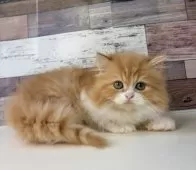 ミヌエット(長足)【愛知県・女の子・2025年8月3日・レッドタビー&ホワイト】の写真15