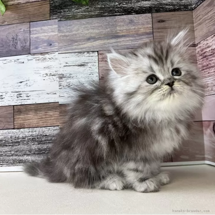 ミヌエット(長足)【愛知県・男の子・2025年10月17日・シルバータビー】の写真1