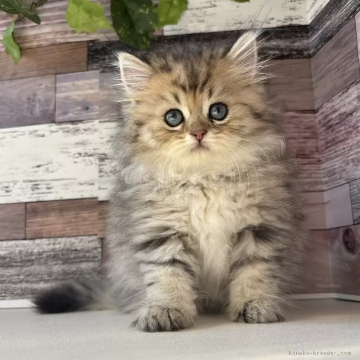 マリマリ 様のお迎えした子猫