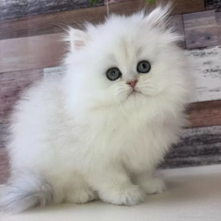 ID:2412-01723の子猫