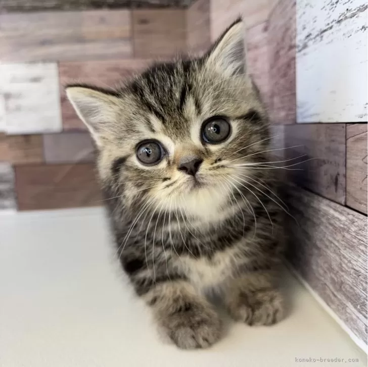 ID:2502-01711の子猫
