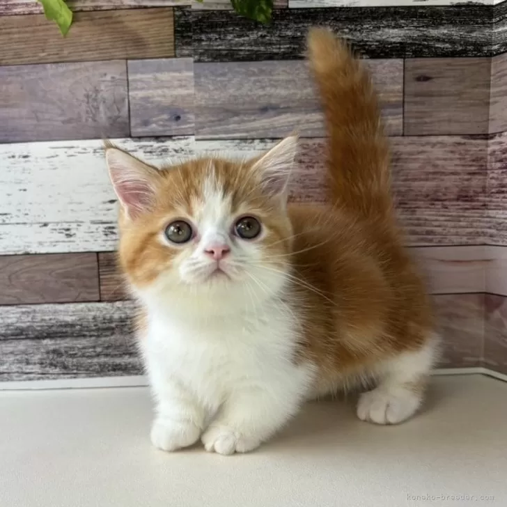 ID：2507-00045の子猫