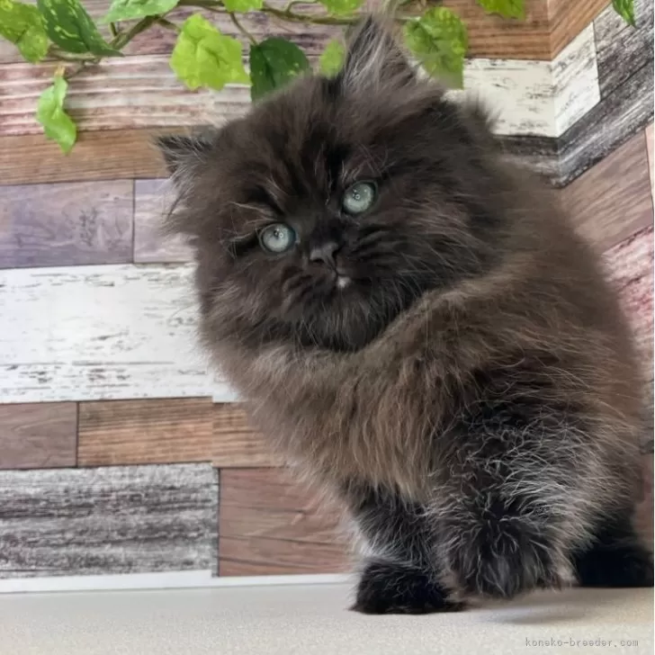 ID：2501-01314の子猫