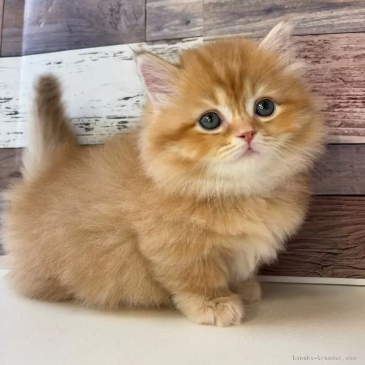 ID:2412-01954の子猫
