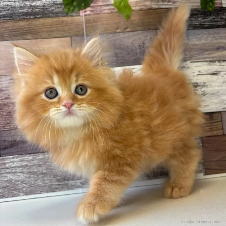 N.K 様のお迎えした子猫