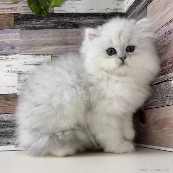 ID:2502-00880の子猫