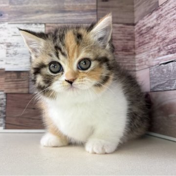 ミヌエット(短足)【愛知県・女の子・2025年9月24日・ブラウンパッチドタビー&ホワイト】の写真「とっても甘えん坊な可愛い短足の女の子です🎵」