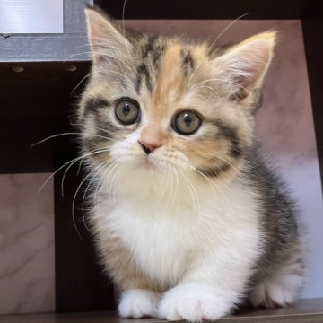 ミヌエット(短足)【愛知県・女の子・2025年9月24日・ブラウンパッチドタビー&ホワイト】の写真「とっても甘えん坊な可愛い短足の女の子です🎵」