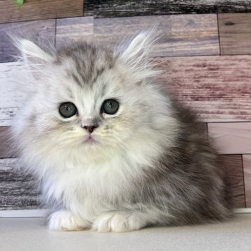 ミヌエット(短足)【愛知県・男の子・2025年10月17日・シルバータビー&ホワイト】の写真「おっとりした性格のとっても可愛い短足の男の子です」