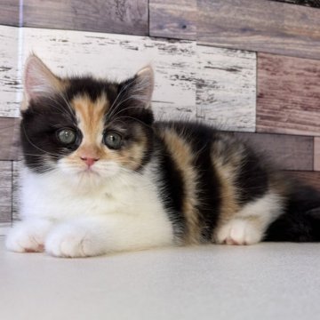 ミヌエット(長足)【愛知県・女の子・2025年9月24日・キャリコ】の写真「おっとりした性格のとっても可愛い女の子です🎵」