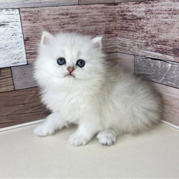 ペルシャ【愛知県・男の子・2025年3月26日・チンチラシルバー】の写真「とっても甘えん坊な可愛い男の子です🎵」