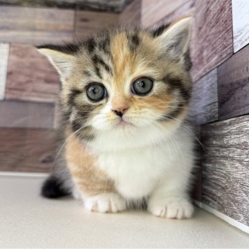 ミヌエット(短足)【愛知県・女の子・2025年9月24日・ブラウンパッチドタビー&ホワイト】の写真「とっても甘えん坊な可愛い短足の女の子です🎵」