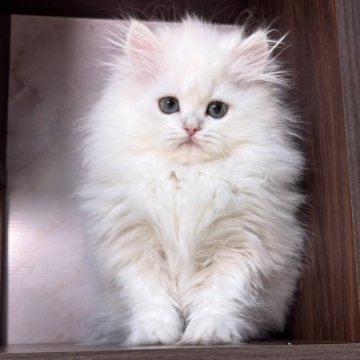 ペルシャ【愛知県・女の子・2024年11月12日・ブルーリンクスポイント】の写真「おっとりした性格のとっても可愛い女の子です🎵」