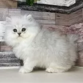 ペルシャ