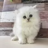 ペルシャ